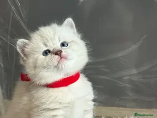 British Shorthair cats 4 stunning british short hair kittens - Advert 1