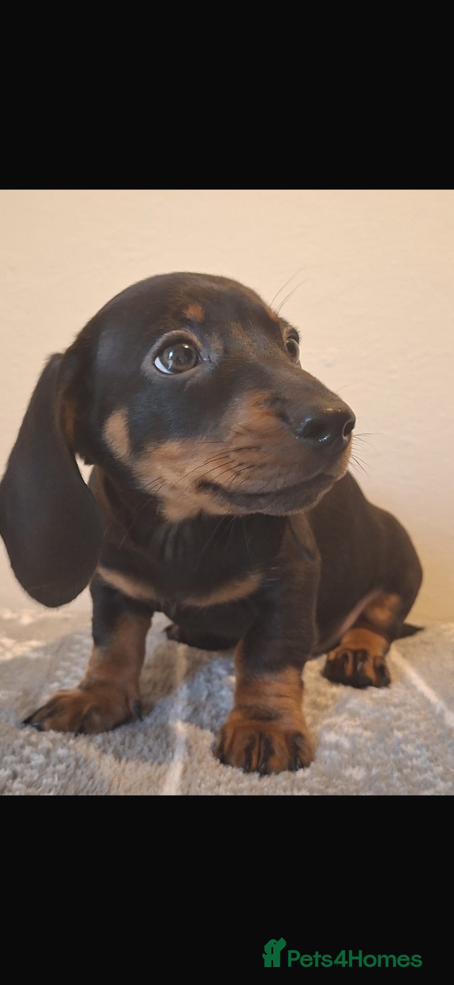 Miniature Dachshund dogs for sale: LAST BOY REDUCED £650!!! - Advert 23