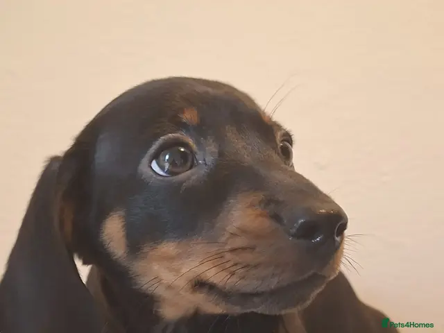 Miniature Dachshund dogs for sale: LAST BOY REDUCED £650!!! - Advert 13