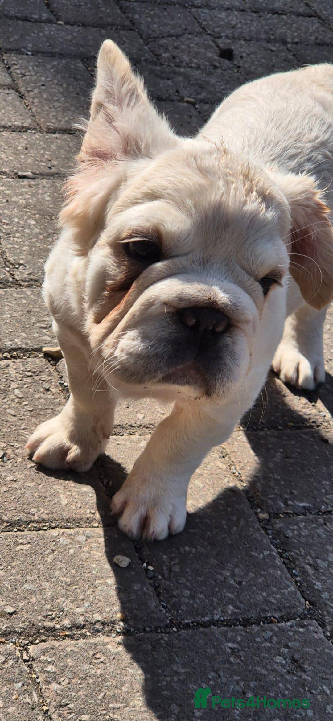 French Bulldog dogs for sale: 2 Beautiful long haired french bulldogs 1-M 1-F - Image 9