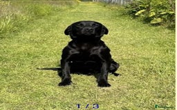 Labrador Retriever dogs for sale: Working Labrador Puppies - 3 boys remaining - Image 13