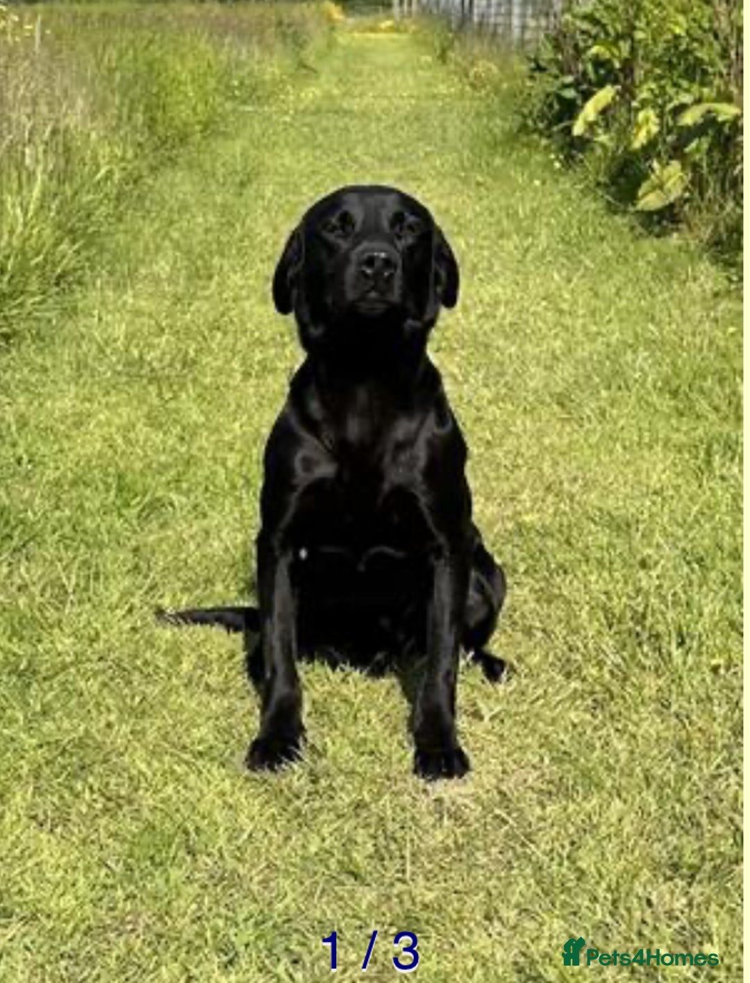 Labrador Retriever dogs for sale: Working Labrador Puppies - 3 boys remaining - Image 13