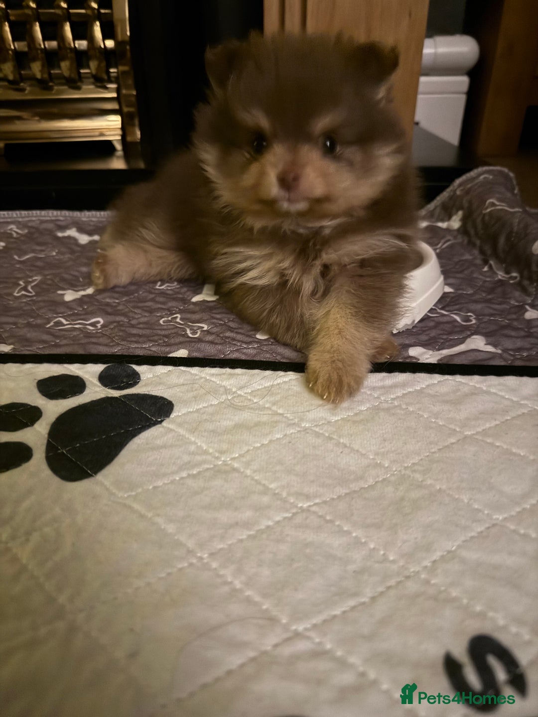 Pomeranian dogs for sale: 2 beautiful Pomeranian's left, boy/girl - Advert 6