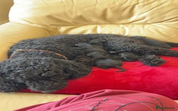 Mixed Breed dogs for sale: Male Australian Labradoodles  - Image 20