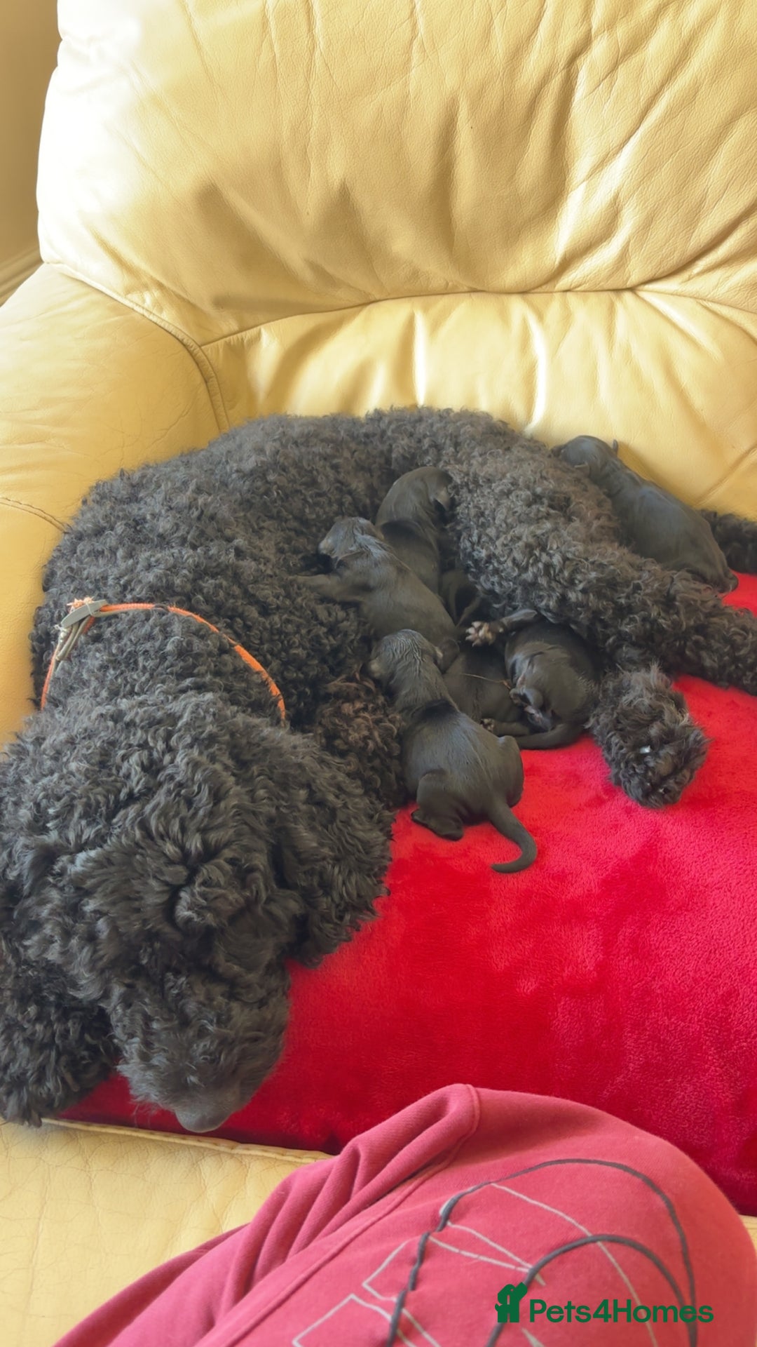 Mixed Breed dogs for sale: Male Australian Labradoodles  - Image 20