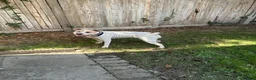 Mixed Breed dogs for sale: Doris  in Burgess Hill - Advert 2