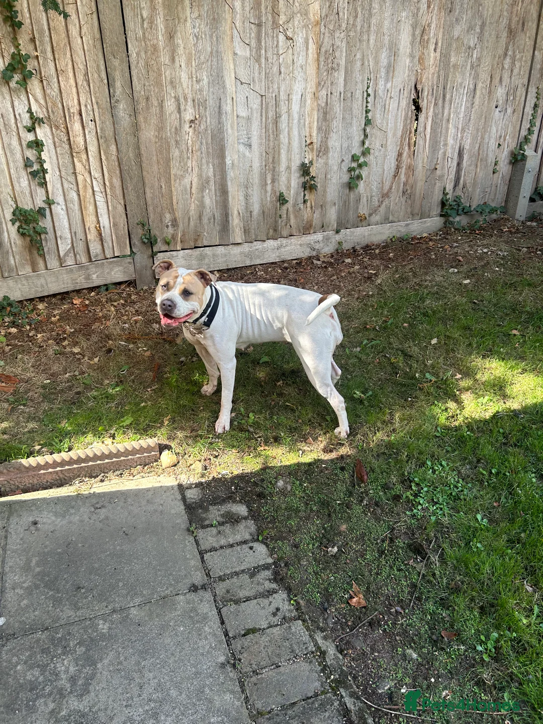 Mixed Breed dogs for sale: Doris  in Burgess Hill - Advert 2