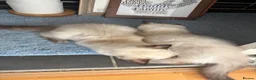 Ragdoll cats for sale: Ragdoll boy and girl - Advert 7