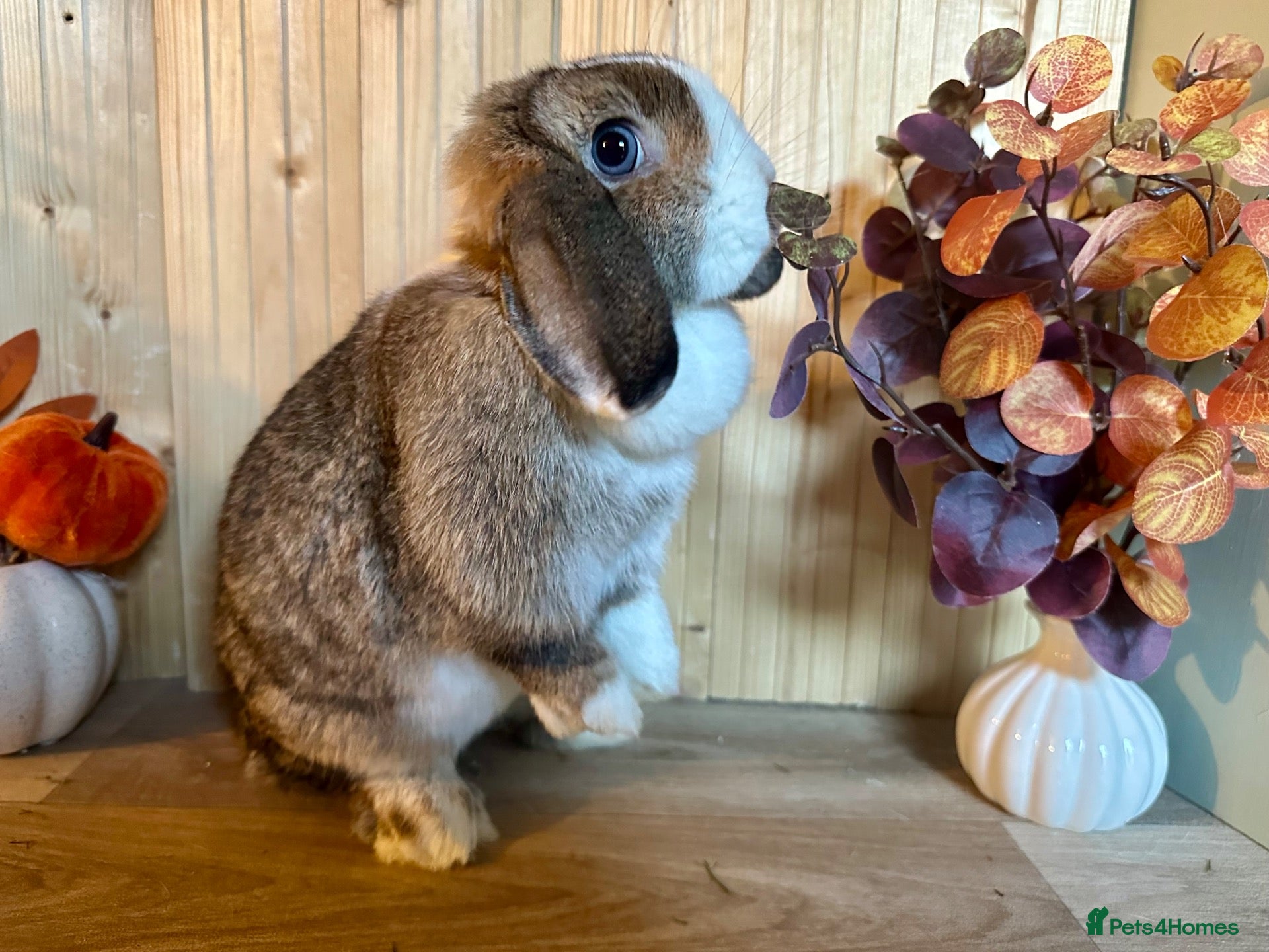 Mini Lop rabbits Beautiful 1.5 year old doe 🏠 - Advert 2