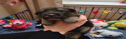 German Shepherd dogs for sale: Outstanding German Shepherd Puppies - Advert 4