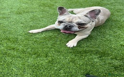 French Bulldog dogs for sale: Male french buldog puppy (lilac fawn) - Image 7