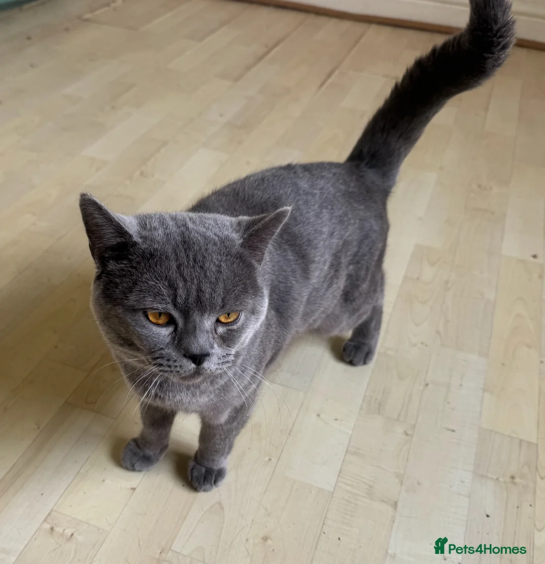 British Shorthair cats for sale: british shorthair male - Advert 3