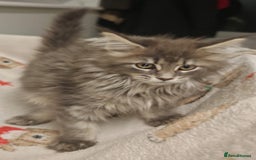 Maine Coon cats for sale: Beautiful Maine coon kittens - Image 23