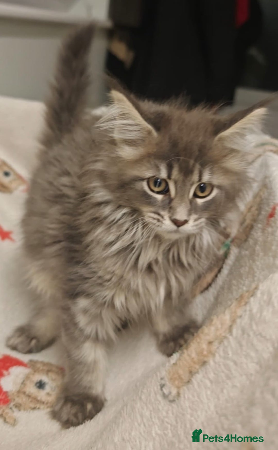 Maine Coon cats for sale: Beautiful Maine coon kittens - Image 23