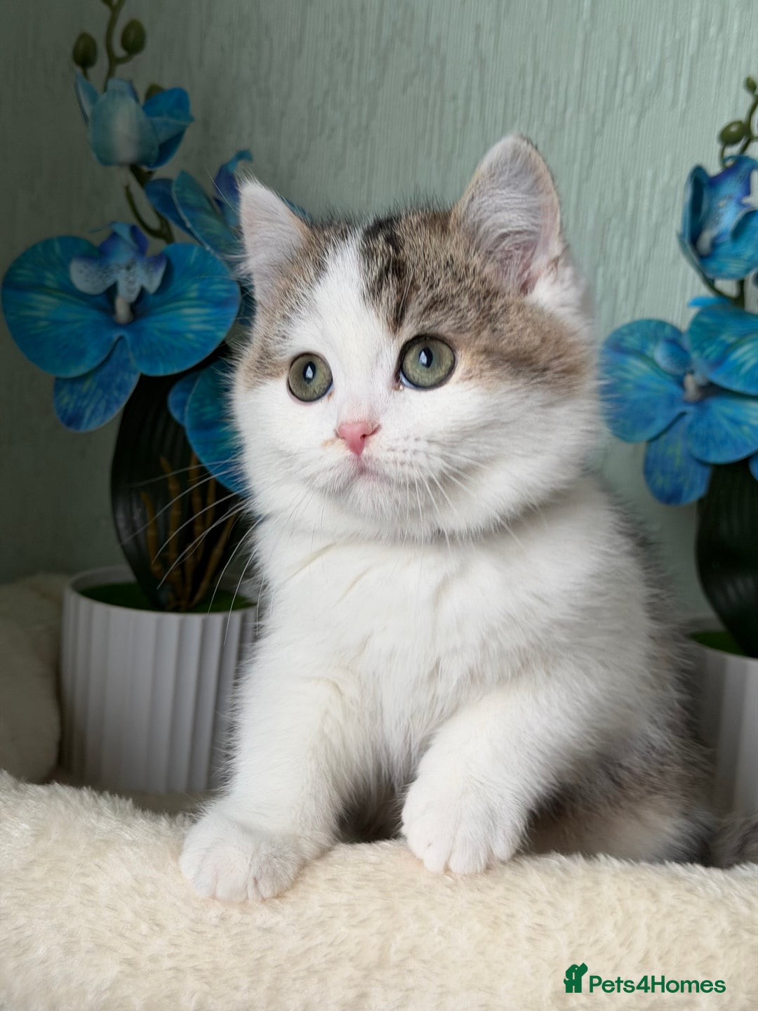 British Shorthair cats for sale: British shorthair golden tricolour TICA - Advert 10