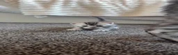 Mixed Breed cats for sale: Last female kitten  in Bournemouth - Advert 3