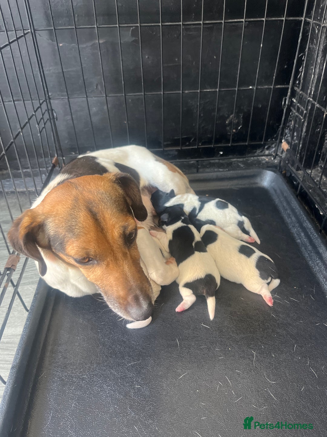 Jack Russell dogs for sale: Minicher jacks  - Image 7