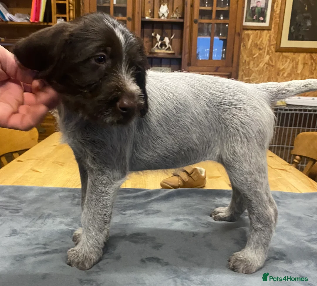 German Wirehaired Pointer dogs for sale: KC Registered German Wirehiared Pointer Pups - Advert 7