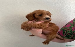 Cockapoo dogs for sale: Fluffy F1 puppies ready 27-09  - Image 4