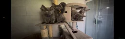 Maine Coon cats for sale: Stunning GCCF Russian Blue Maine Coons - Advert 10