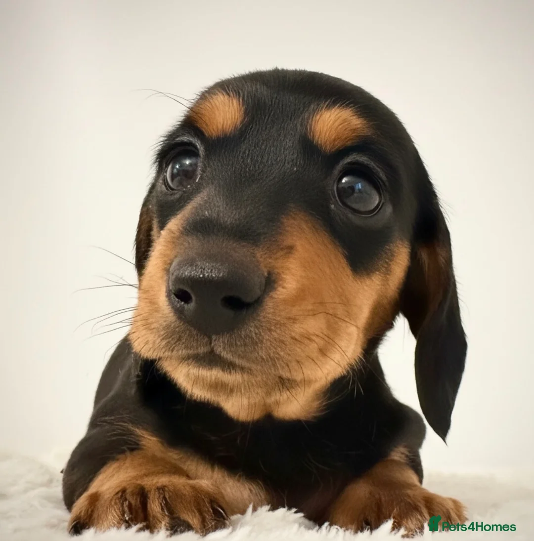 Miniature Dachshund dogs for stud: Kc reg Black and Tan mini smooth. - Advert 14