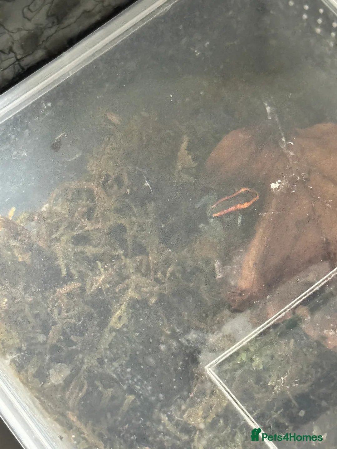 Frog reptiles for sale: Phyllobates Vittatus froglets - Advert 2