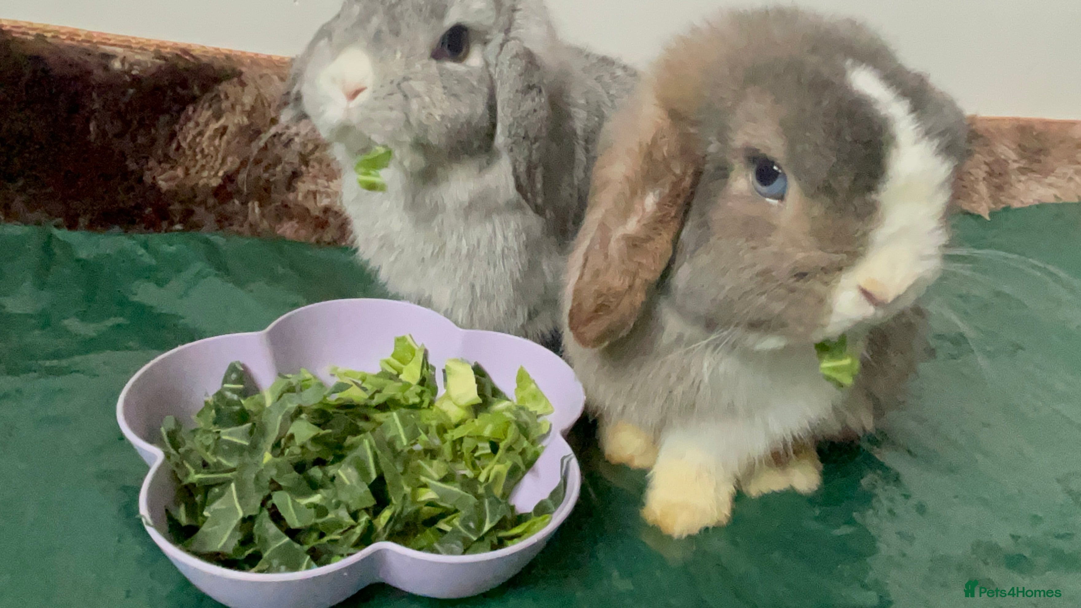 Mini Lop rabbits Pure Bred Mini Lops 🩵🩷 - Advert 14