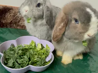 Mini Lop rabbits Pure Bred Mini Lops 🩵🩷 - Advert 14