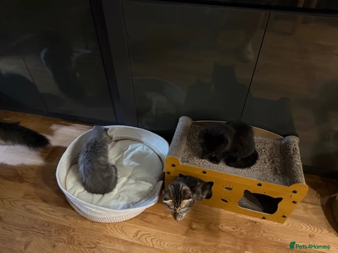 Persian cats for sale: Beautiful Persian Cross kittens for sale - Advert 7