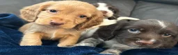 Cocker Spaniel dogs for sale: Cocker Spaniel Puppies  - Advert 25