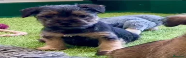 Mixed Breed 1