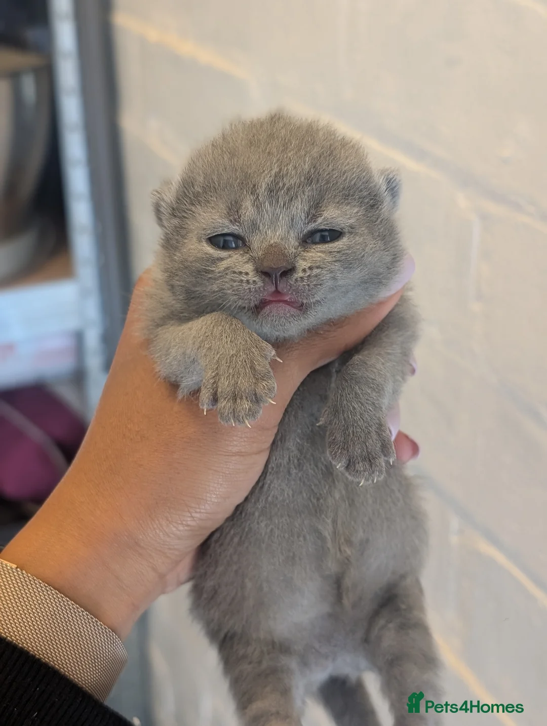 British Shorthair cats for sale: GCCF British Shorthair kittens  - Advert 1