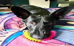 Mixed Breed dogs for adoption: WHISKY - 19 months old, Male, Mixed Breed - Image 2