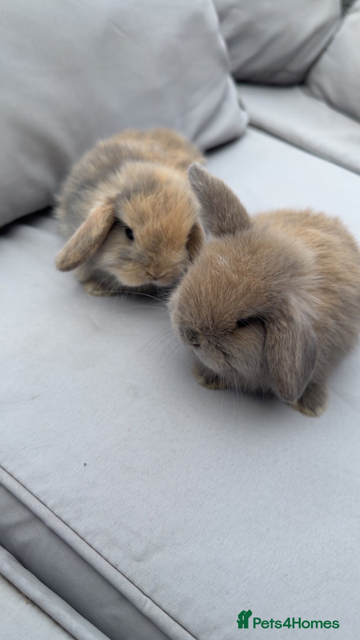 Mini Lop rabbits Mini lop bunnies - Advert 2
