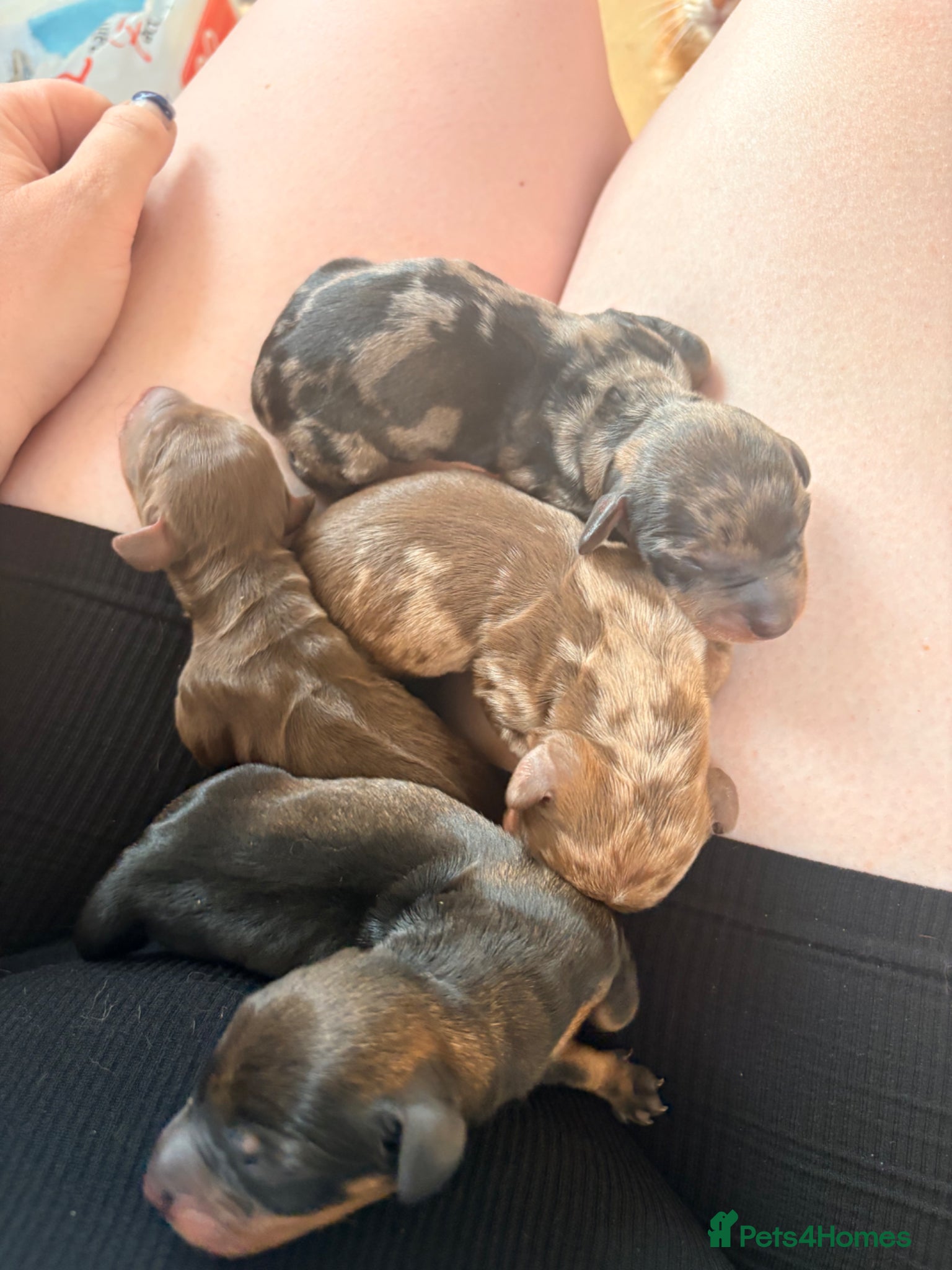 Miniature Dachshund dogs for sale: Beautiful Miniature Dachshund Puppies 🩵🩷🩷🩷 - Advert 6