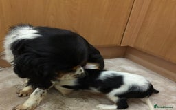 Cavalier King Charles Spaniel dogs for sale: Beautiful Cavalier, King, Charles boy ❤️ - Image 11