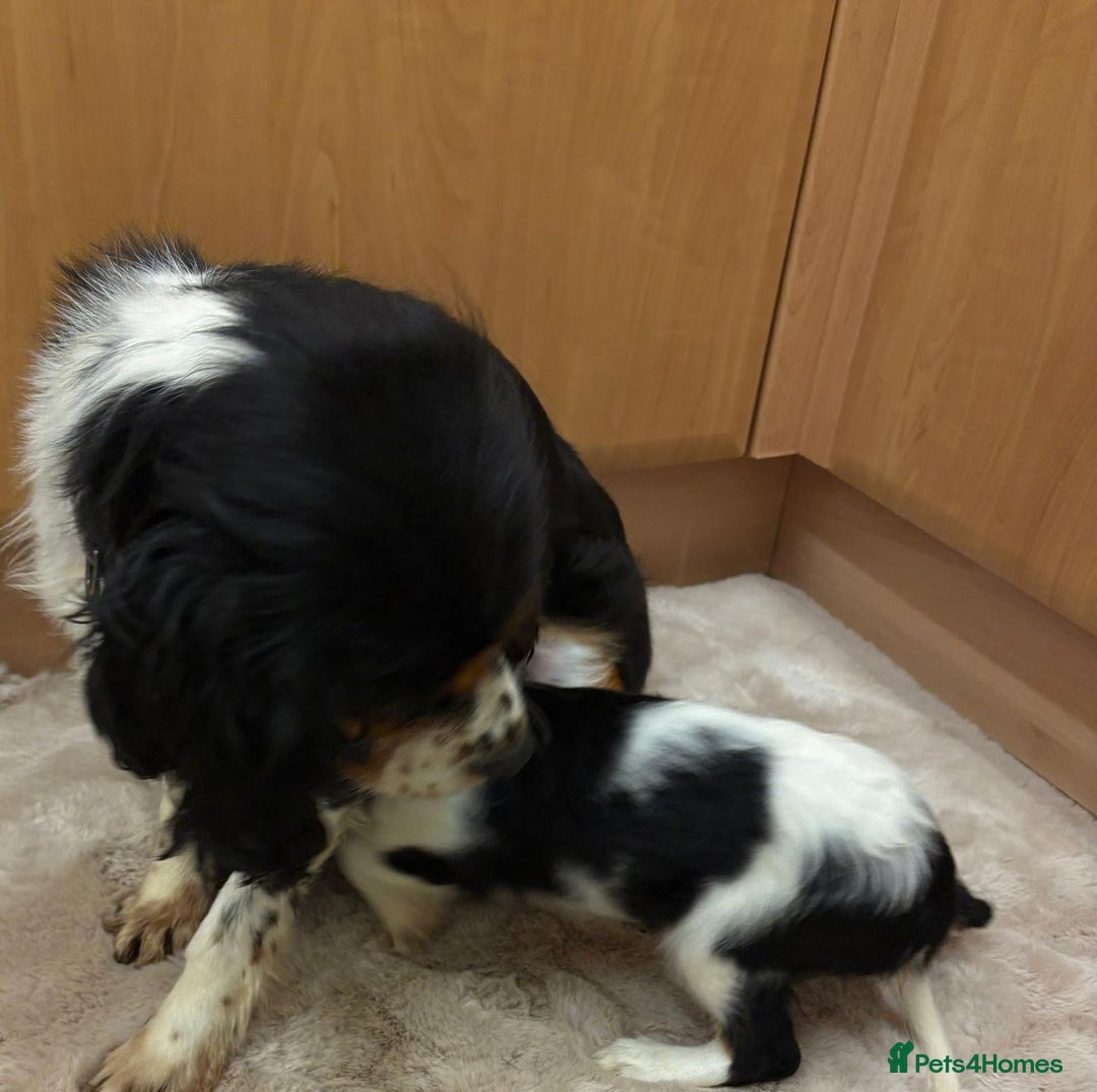 Cavalier King Charles Spaniel dogs for sale: Beautiful Cavalier, King, Charles boy ❤️ - Image 11