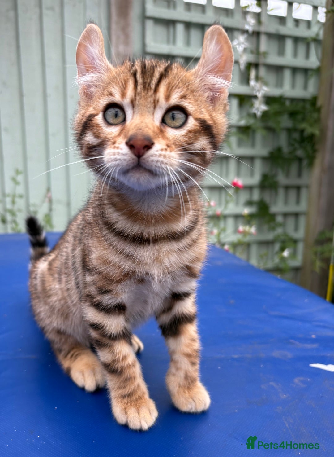 Keetso cats for sale: Rare curled eared rosetted keetso male  - Advert 24