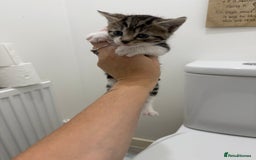 Mixed Breed cats for sale: Male & female kitten for sale  - Image 7