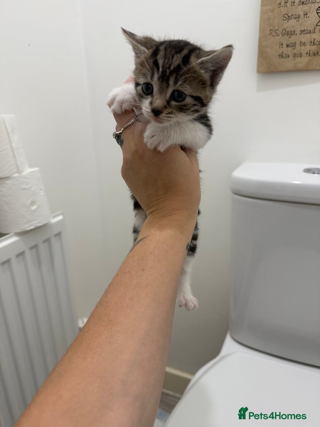 Mixed Breed cats for sale: Male & female kitten for sale  - Image 7