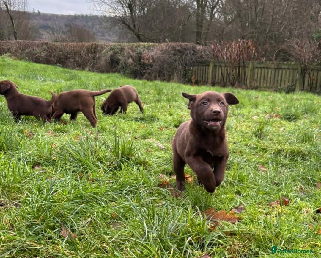 Mixed Breed dogs for sale: Chunky Chocolate Labrador cross Sheepdog - Advert 3