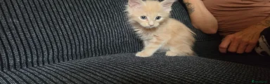 Maine Coon 3