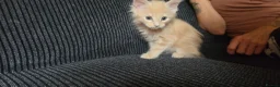 Maine Coon cats for sale: Main coon kittens  - Advert 2