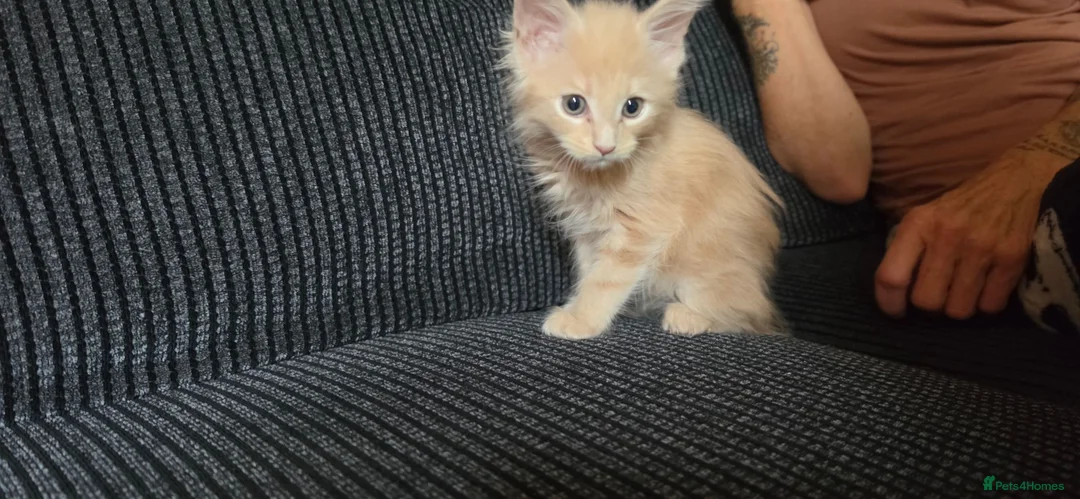 Maine Coon cats for sale: Main coon kittens  - Advert 2