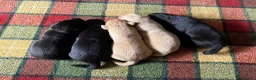 Labrador Retriever dogs for sale: Stunning KC Lab pups, health tested&many FTCH/Ws - Advert 6