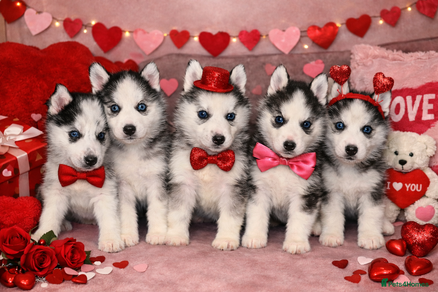 Siberian Husky dogs Stunning Siberian Husky puppies with blue eyes 😍 - Advert 1