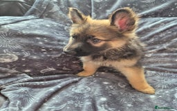 German Shepherd dogs for sale: German Shepard Puppy's 9 weeks  - Image 2