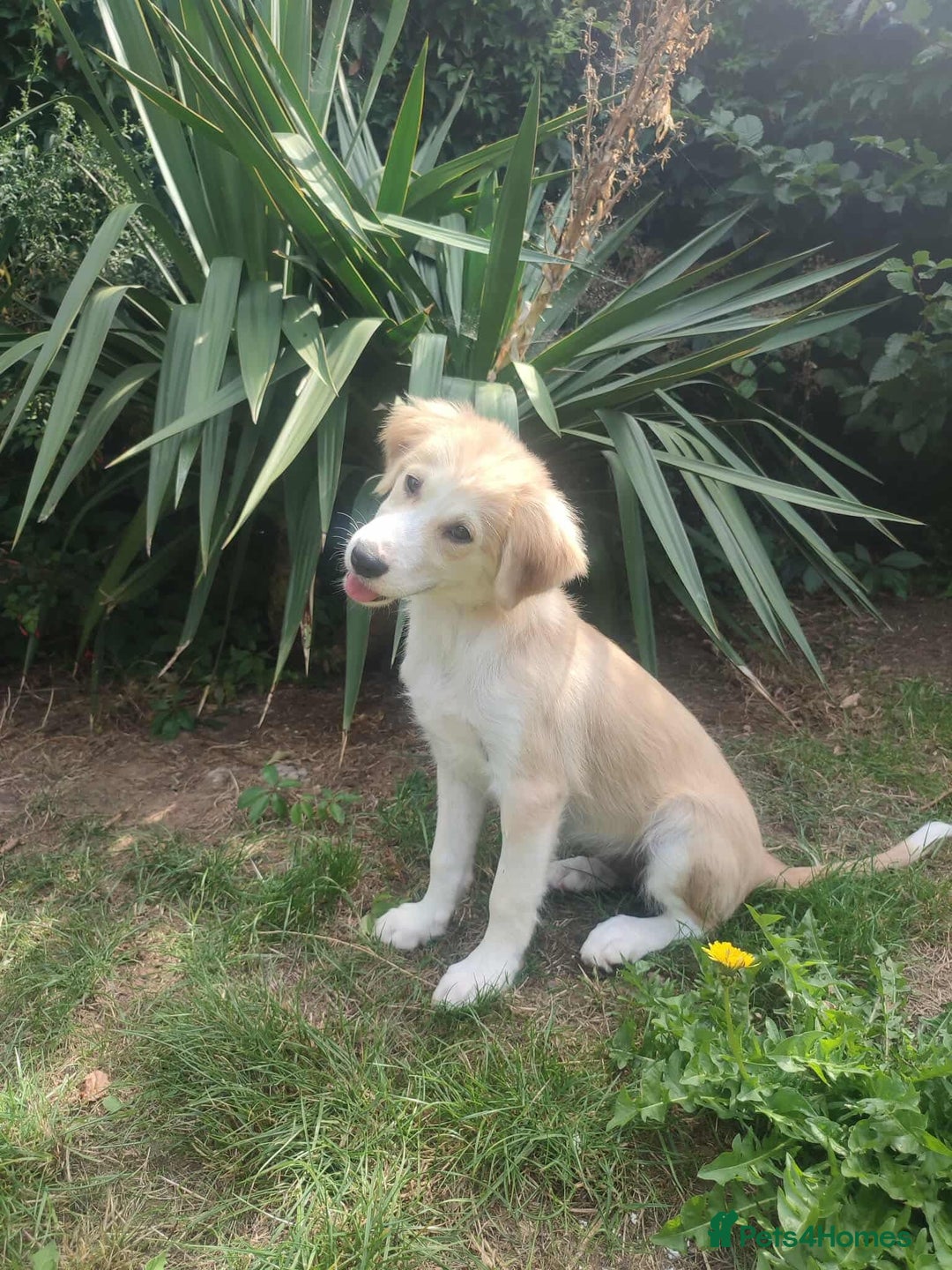 Mixed Breed dogs for adoption: Amazing Merry for adoption  - Image 2