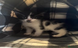 Mixed Breed cats for sale: 3 kittens ready to leave  - Image 6