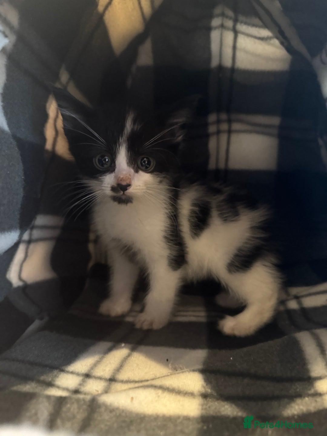 Mixed Breed cats for sale: 3 kittens ready to leave  - Image 6